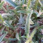 Trichodesma africanum Hoja