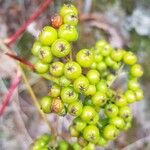 Sorbus americana Ovoce