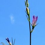 Campanula bertolae Хабит