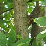 Acer spicatum 樹皮