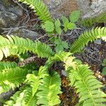 Polystichum lonchitis 整株植物