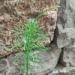 Equisetum pratense Лист