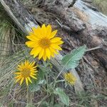 Wyethia sagittata Kvet