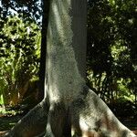 Ceiba pentandra Écorce