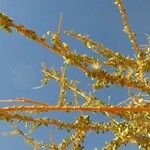 Maerua crassifolia Hoja