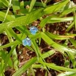 Commelina diffusa Цветок