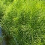 Equisetum telmateiaЛіст