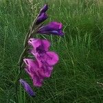 Gladiolus palustris Blüte