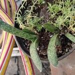 Gasteria obliqua Leaf