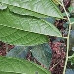 Microcos coriacea पत्ता
