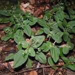 Aciotis ornata 形態