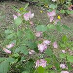 Ononis rotundifolia Rhisgl
