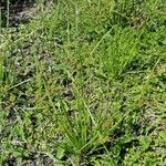 Cyperus difformis Libunga