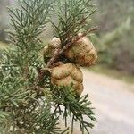 Cupressus sempervirens Frucht