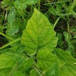 Physalis heterophylla Foglia