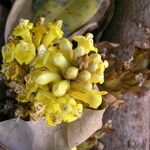 Cistanche phelypaea Flower