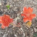 Haemanthus coccineus फूल