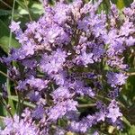 Limonium vulgare Žiedas