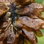 Trifolium aureum Frukt