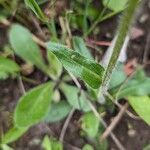 Erigeron pulchellus 葉