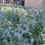 Eryngium planumBlüte