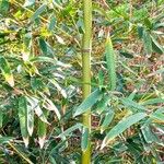 Phyllostachys sulphurea ഇല