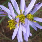 Galatella sedifolia Flower