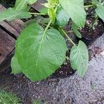 Solanum abutiloides Leaf