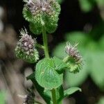 Phacelia mutabilis Hàbitat