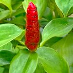 Costus woodsonii Blüte