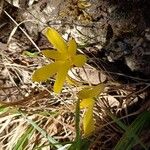 Sternbergia colchiciflora Blodyn