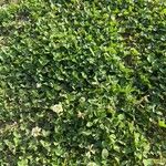 Trifolium repens आदत