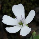 Petrocoptis pyrenaica Flower