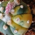 Astrophytum asterias Blatt