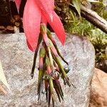 Billbergia nutansFloare