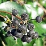 Hedera colchica Fruit