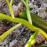 Ornithogalum balansae Kéreg