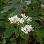 Cnidoscolus aconitifolius Fleur