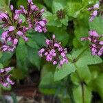 Valeriana graciliflora 花