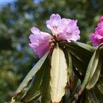 Rhododendron × geraldii Flower