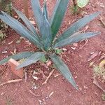 Agave sisalana 葉