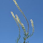 Sesamoides purpurascens Fleur