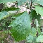 Karpatiosorbus remensis Blatt