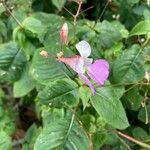 Impatiens balfourii Цвят