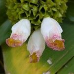 Costus afer Λουλούδι