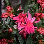 Rhododendron ferrugineum Цвят