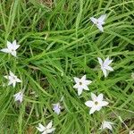 Ipheion uniflorum Máis