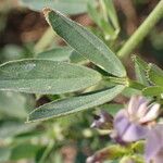 Medicago sativa Leaf