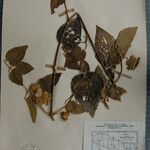 Clematis buchananiana Altres