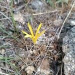 Sternbergia colchiciflora Blodyn